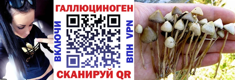 где найти   omg ссылки  Псилоцибиновые грибы прущие грибы  Ершов 